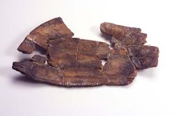 Träfat från Alvastra kloster. Västra Tollstad socken, Östergötland, inventarienr: 23401.
